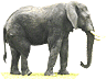 éléphant
